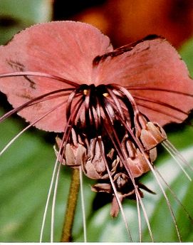 Planta liliac - un exotism bizar 